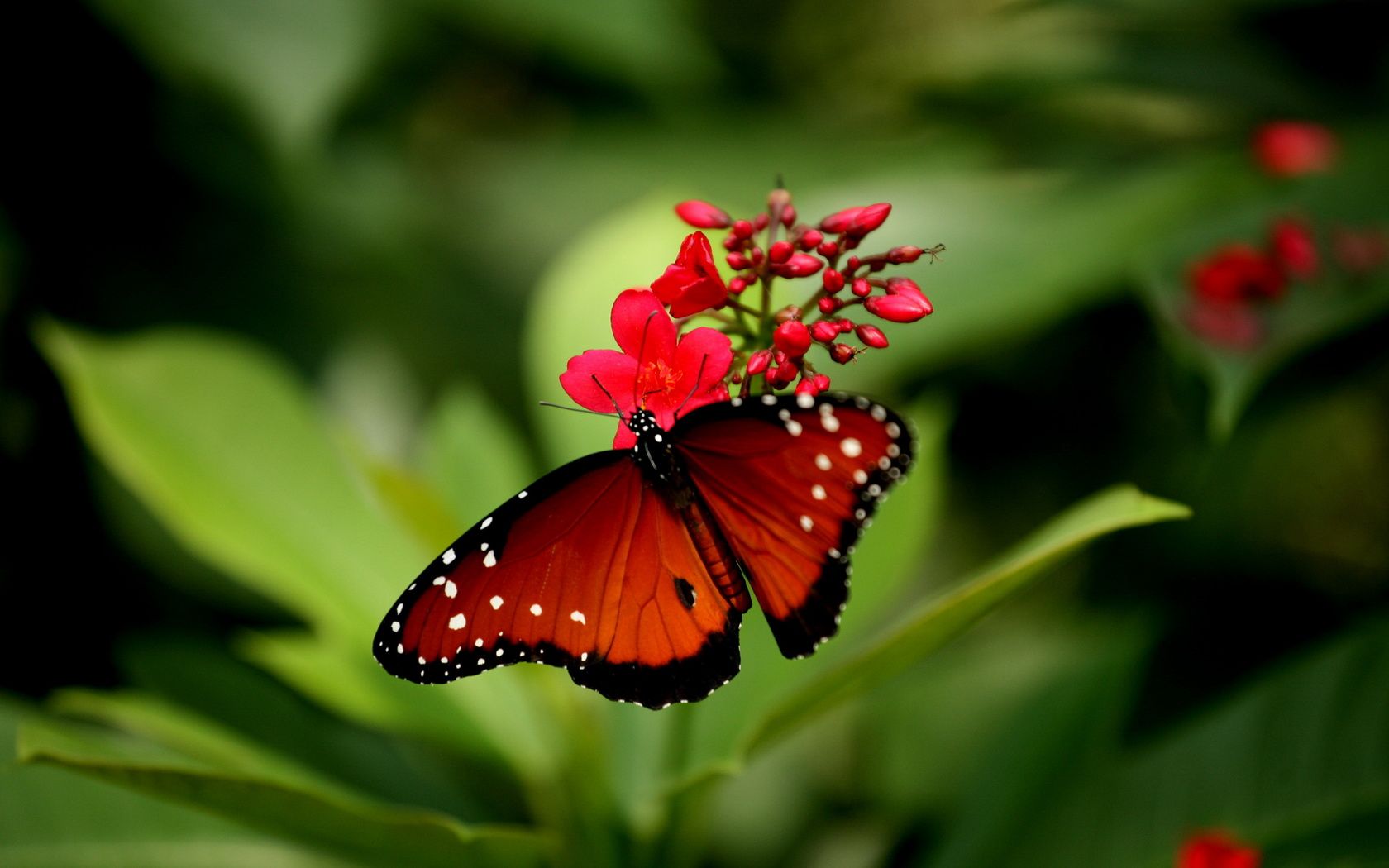 Red butterfly wallpapers