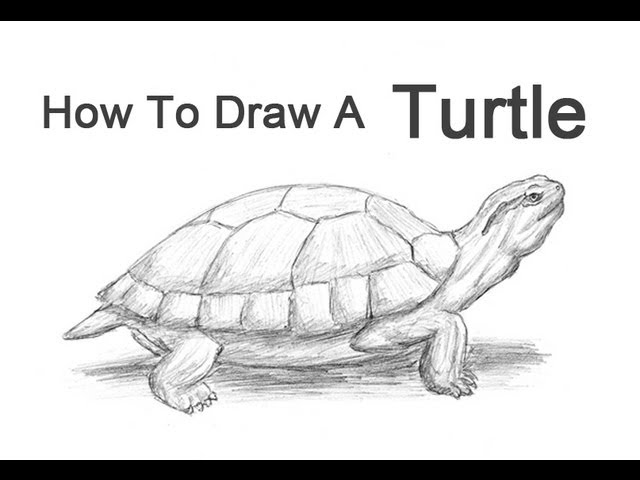 How to draw a turtle red