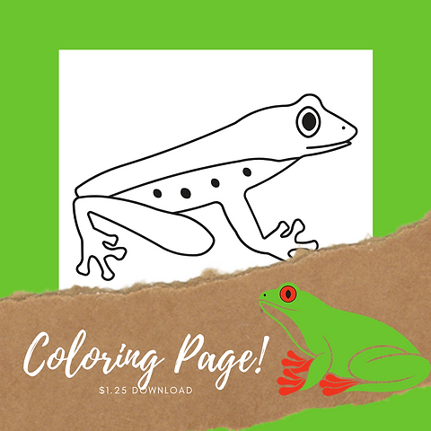 Red eyed tree frog coloring page fact sheet acorns n oaks