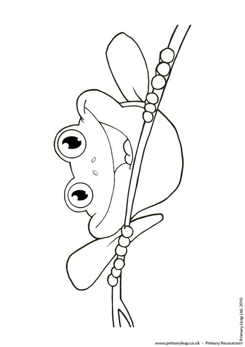 Animals red eyed tree frog louring page worksheet