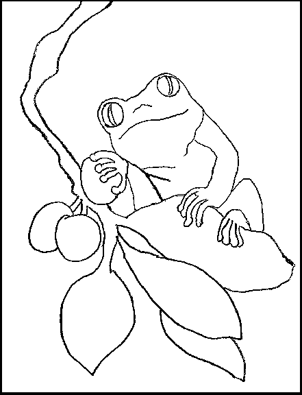 Coloring book red eyed tree frog