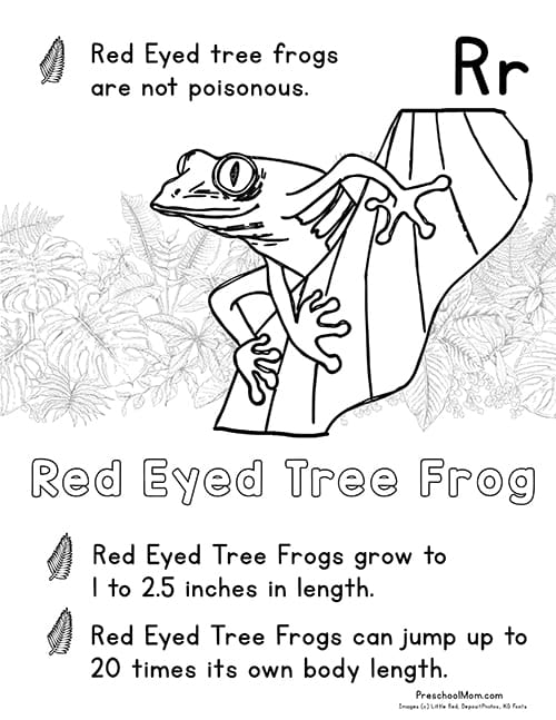 Rainforest coloring pages