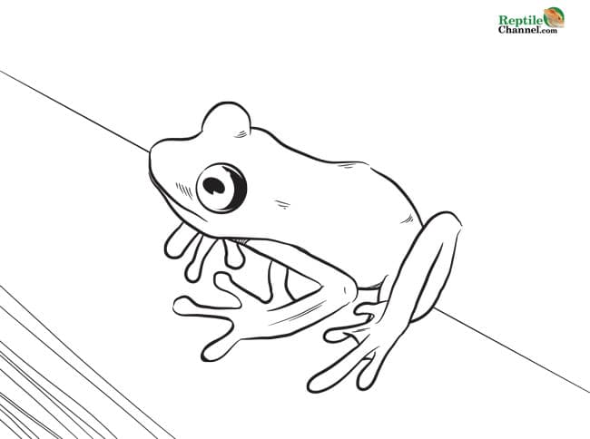 Red eyed treefrog outline