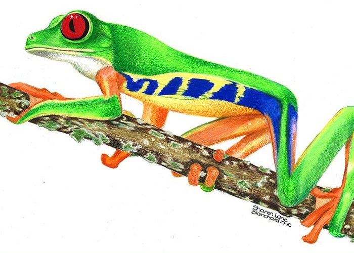 Red eyed tree frog greeting card by sharon blanchard