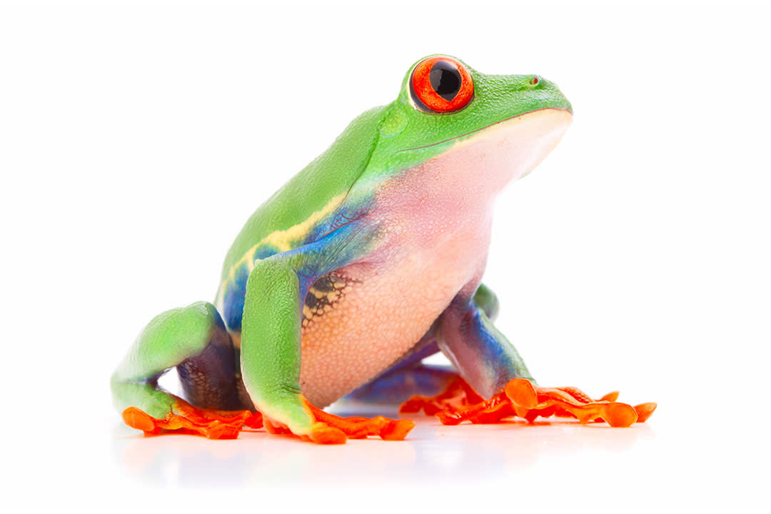 Red eyed tree frog care sheet food habitat health