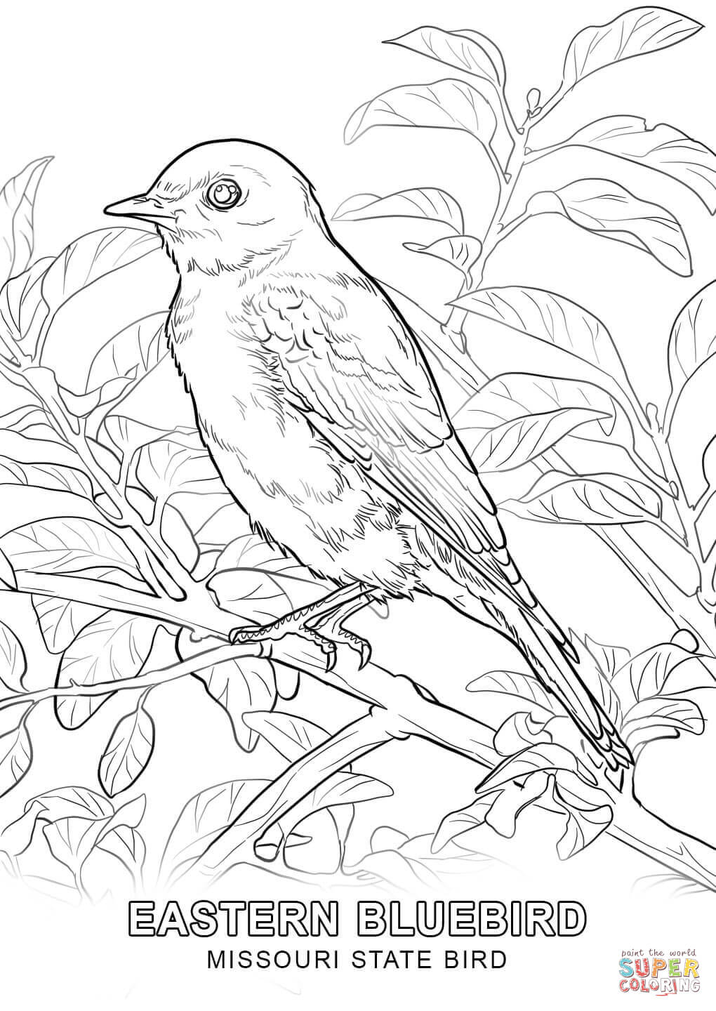 Missouri state bird coloring page free printable coloring pages