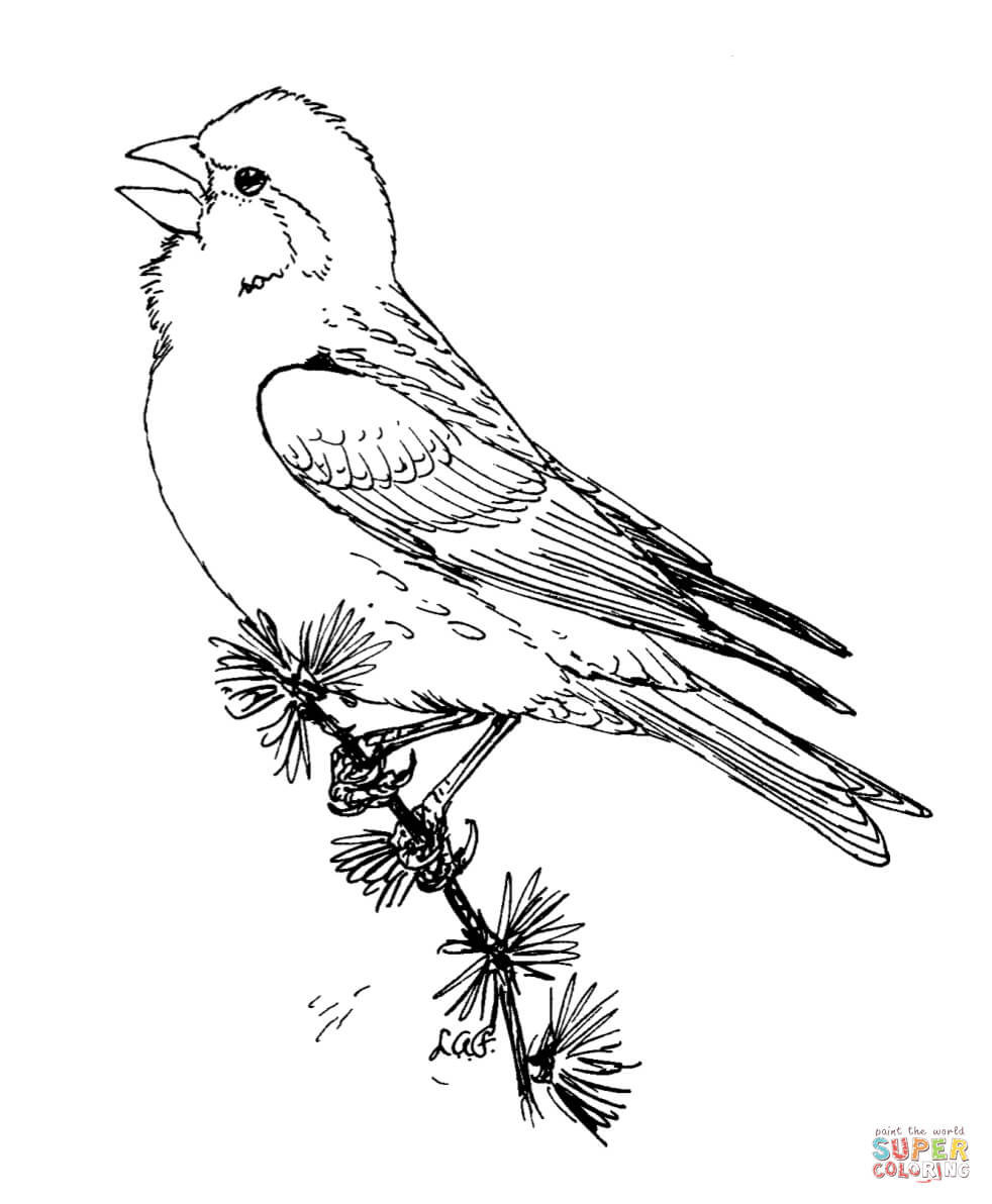 Purple finch coloring page free printable coloring pages