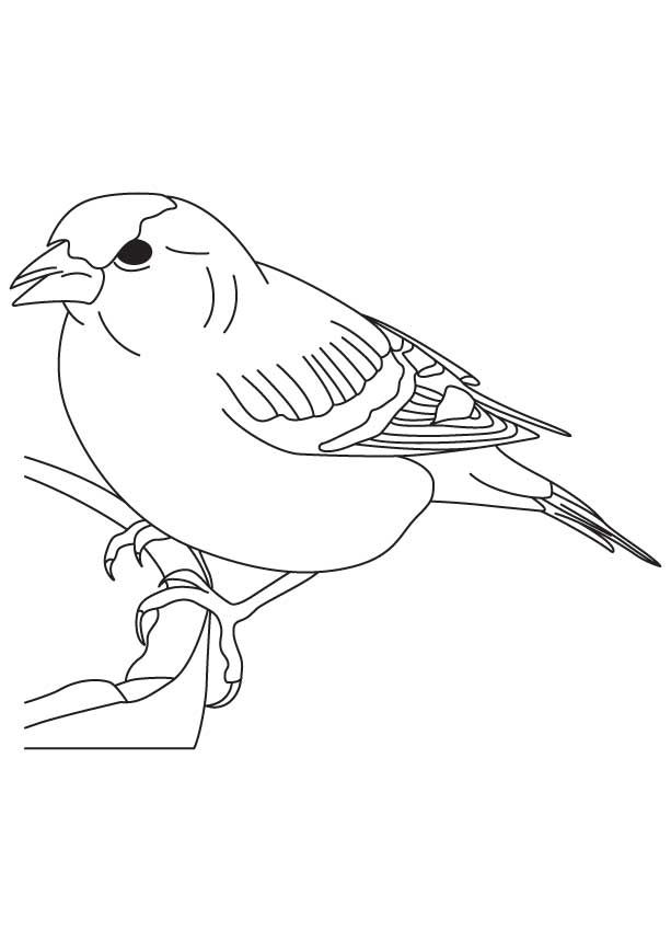 True finch bird coloring page bird coloring pages finches bird funny birds