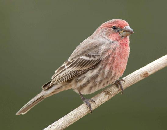 Northern cardinal missouri department of conservation