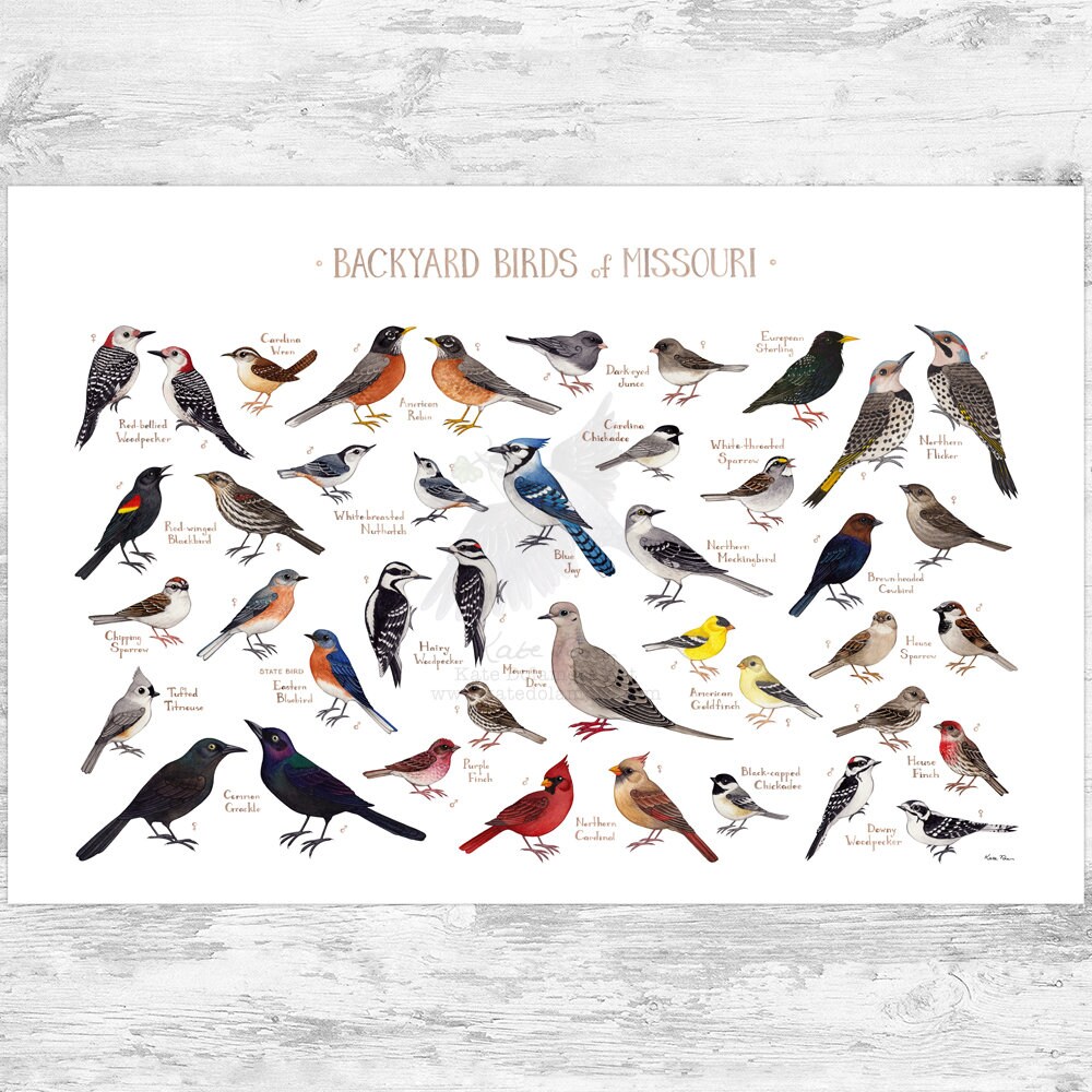 Missouri backyard birds field guide art print watercolor painting print birdwatching wall art nature print bird poster