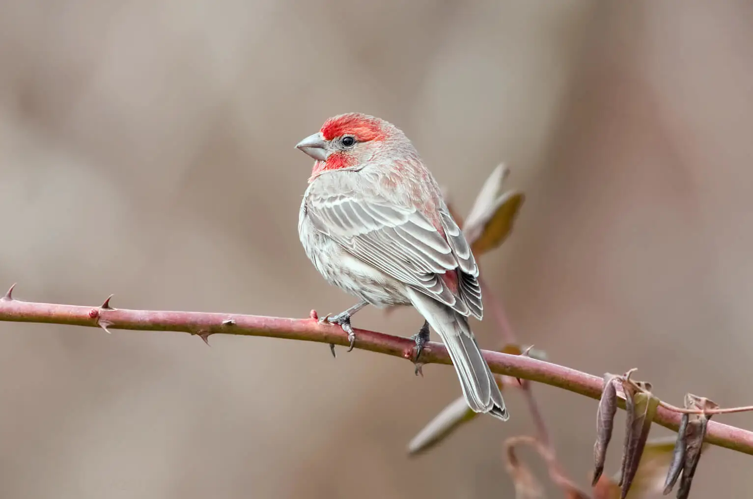 House finch