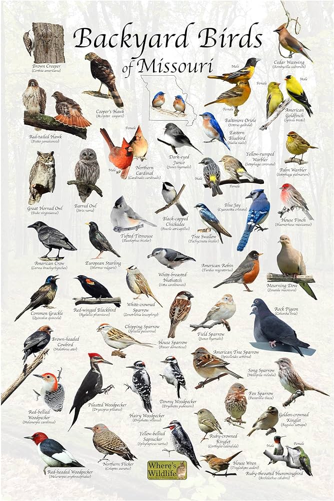 Wheres wildlife backyard birds of missouri bird identification poster