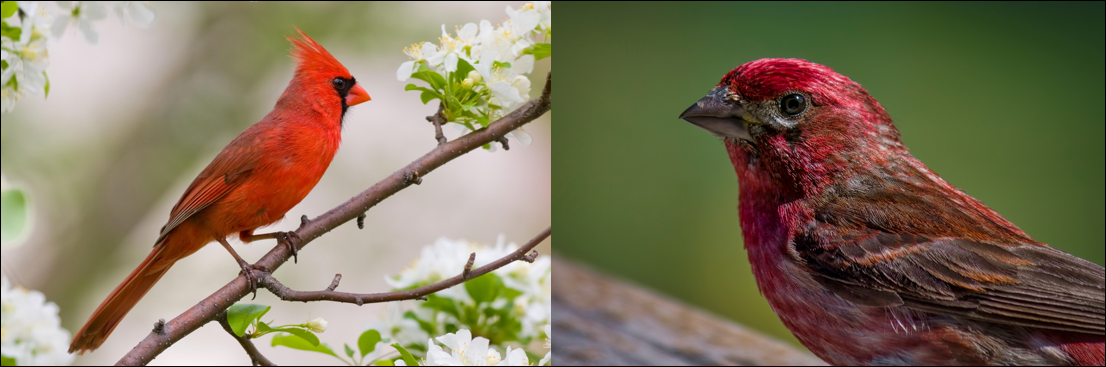 Types of red birds found in missouri id guide