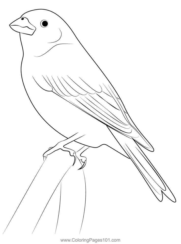 Purple finch bird coloring page bird coloring pages finches bird coloring pages