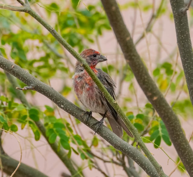 A mockingbird and male and female house finches the male house finches are so beautiful with their red coloring sony arv and sony