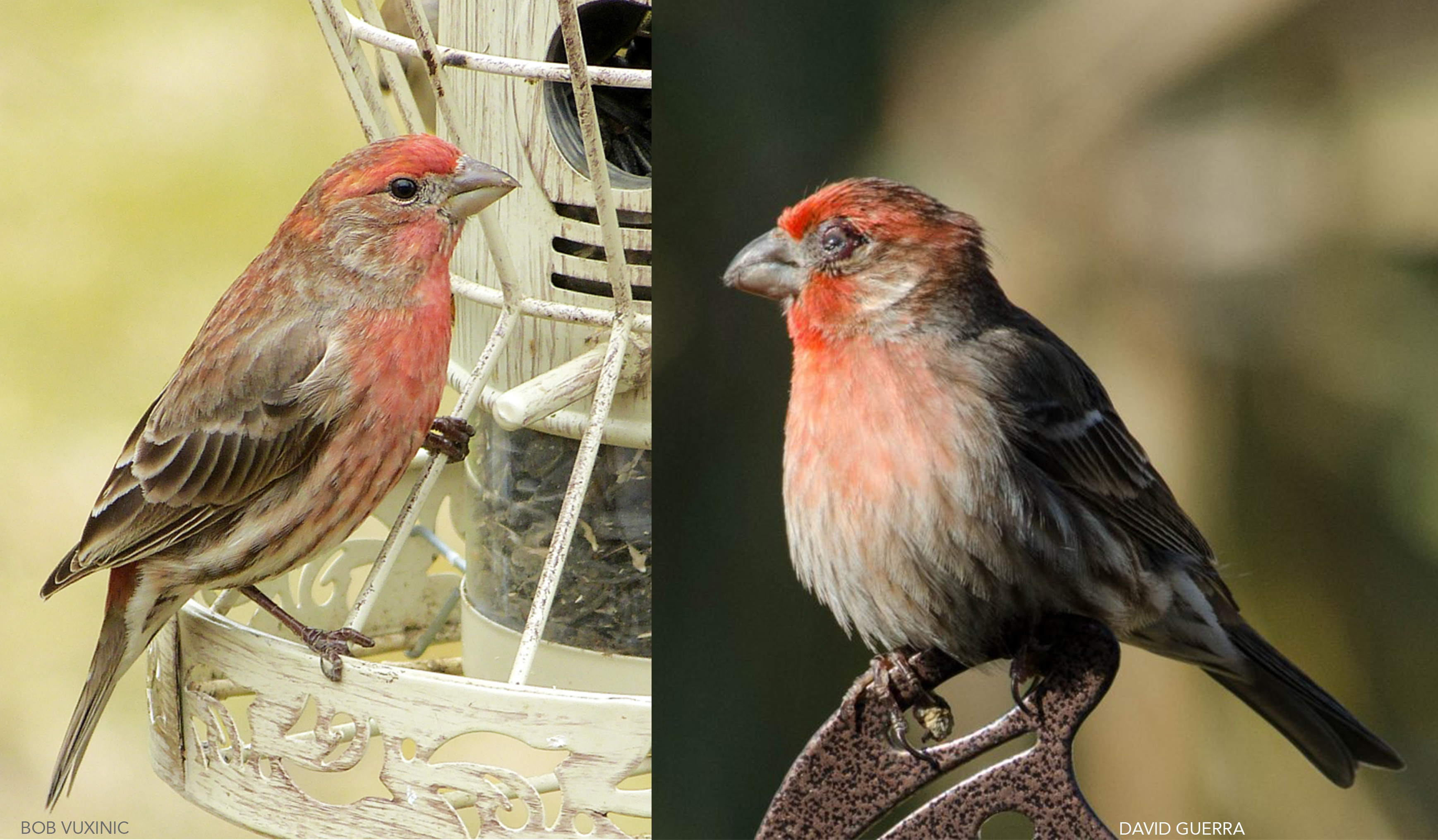 House finch eye disease increased virulence as disease progresses