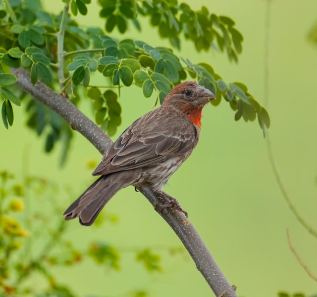 A mockingbird and male and female house finches the male house finches are so beautiful with their red coloring sony arv and sony