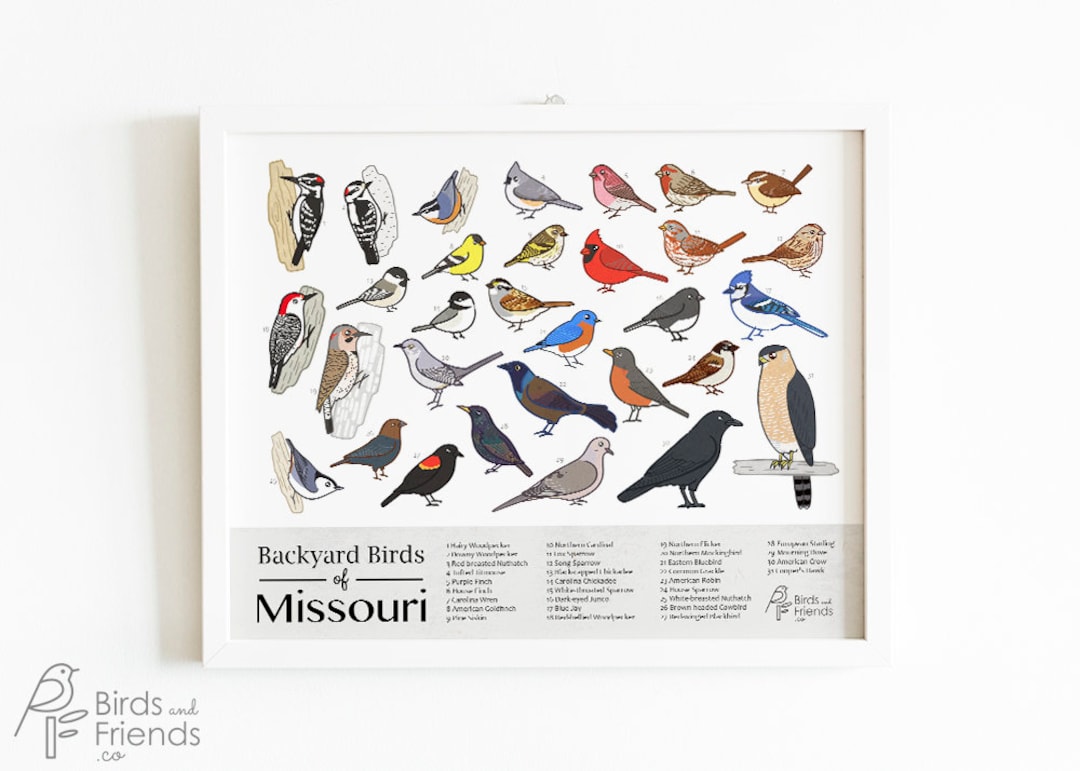 Missouri printable backyard birds of missouri field guide print bird art print instant download birdsandfriendsco download now