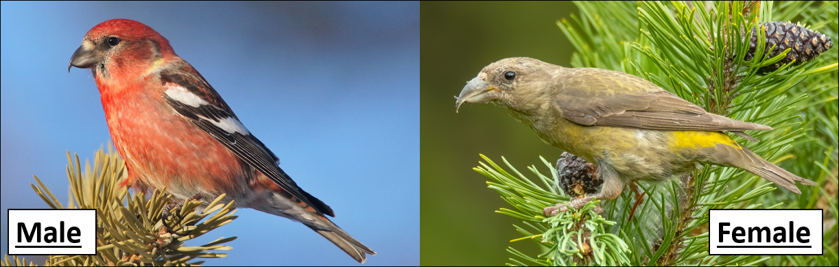 Types of finches found in missouri id guide