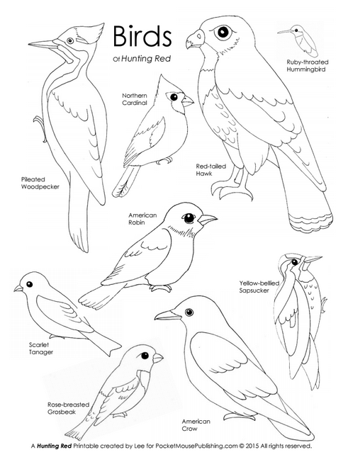 Bird printable coloring page pocket mouse publishing