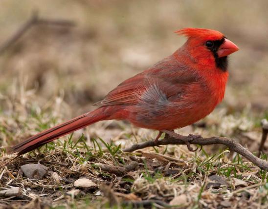 House finch missouri department of conservation