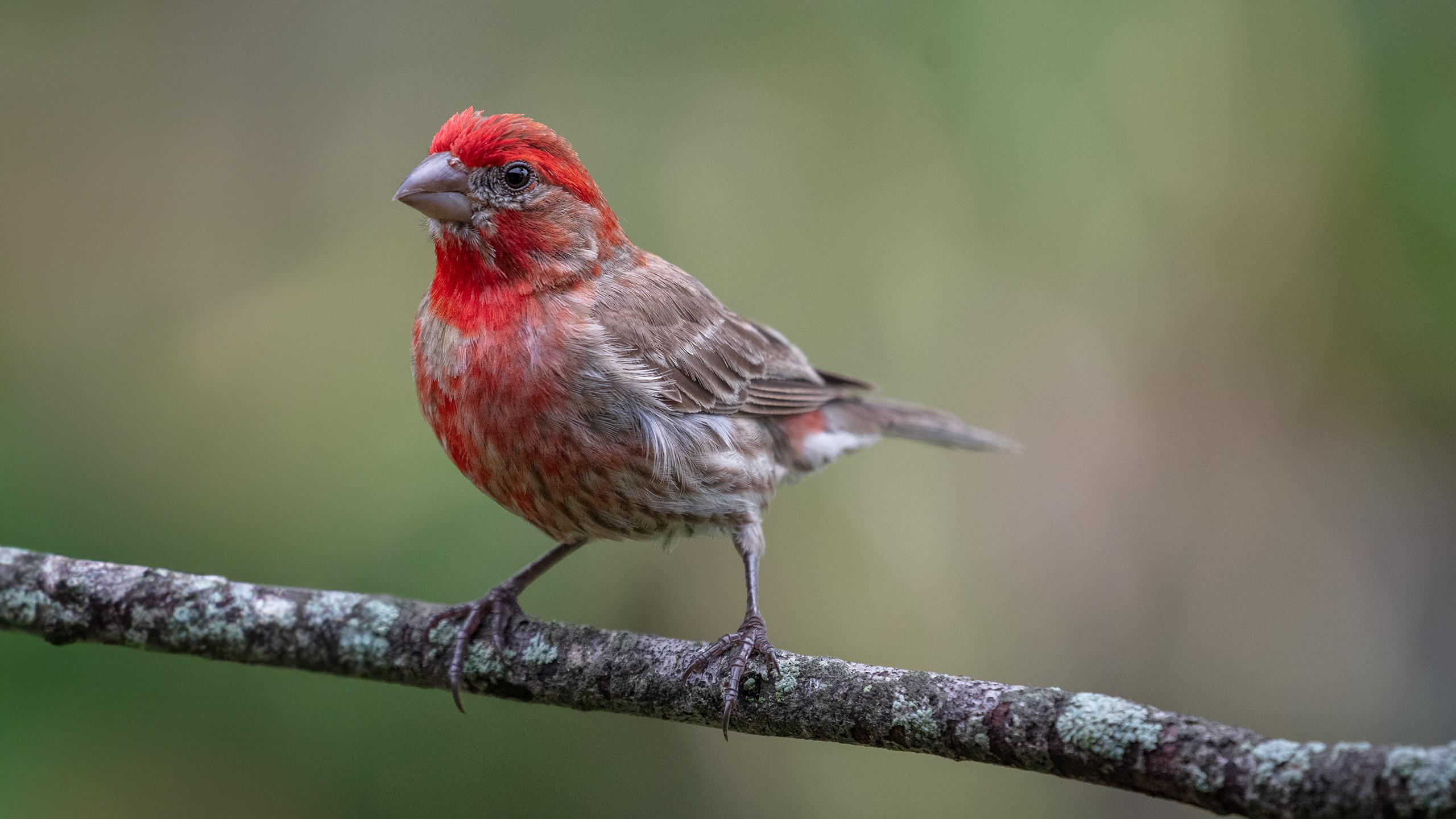 A house finch and a black capped chickadee s illinois rbirding