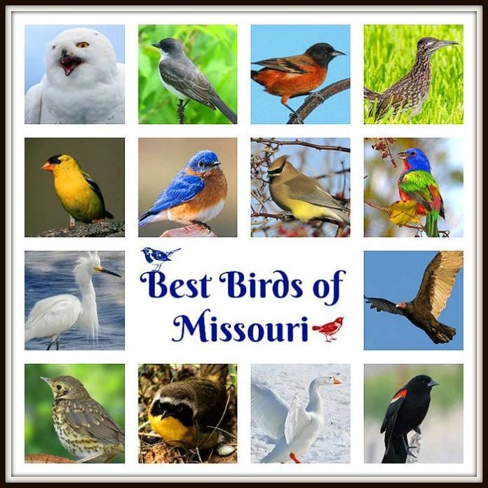 Top best birds of missouri state bird of missouri