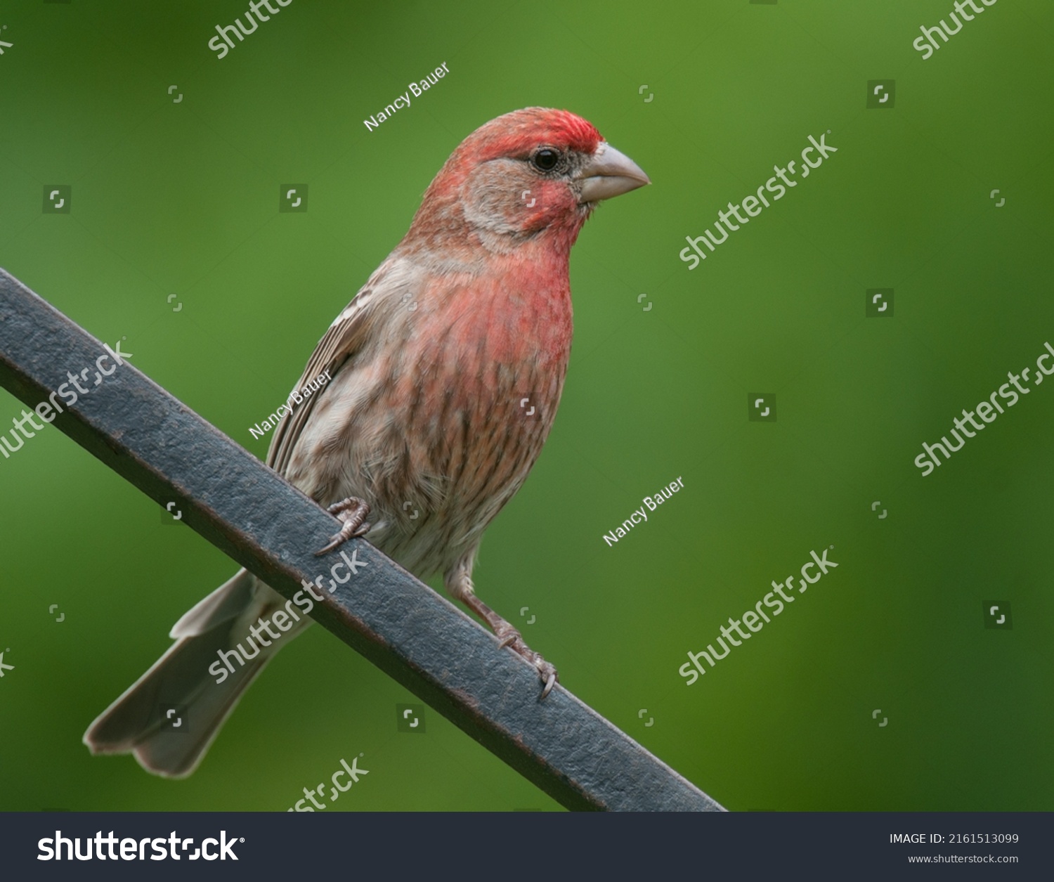 House finch bird photos and images