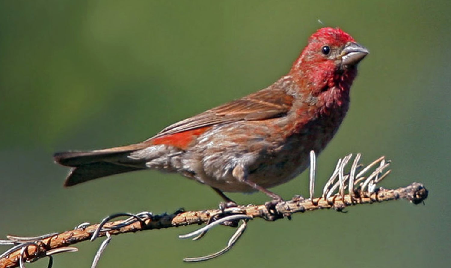 Global warming changing birds habits