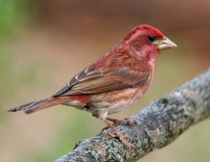 New hampshire state bird â purple finch â â