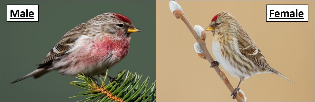 Types of finches found in missouri id guide