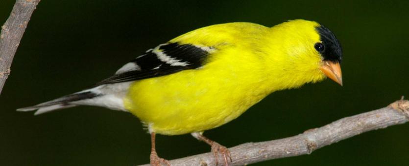 American goldfinch missouri department of conservation