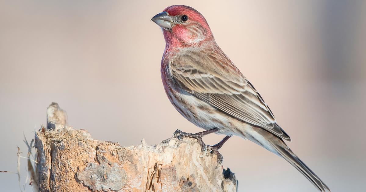 Do house finches migrate