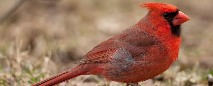 Northern cardinal missouri department of conservation