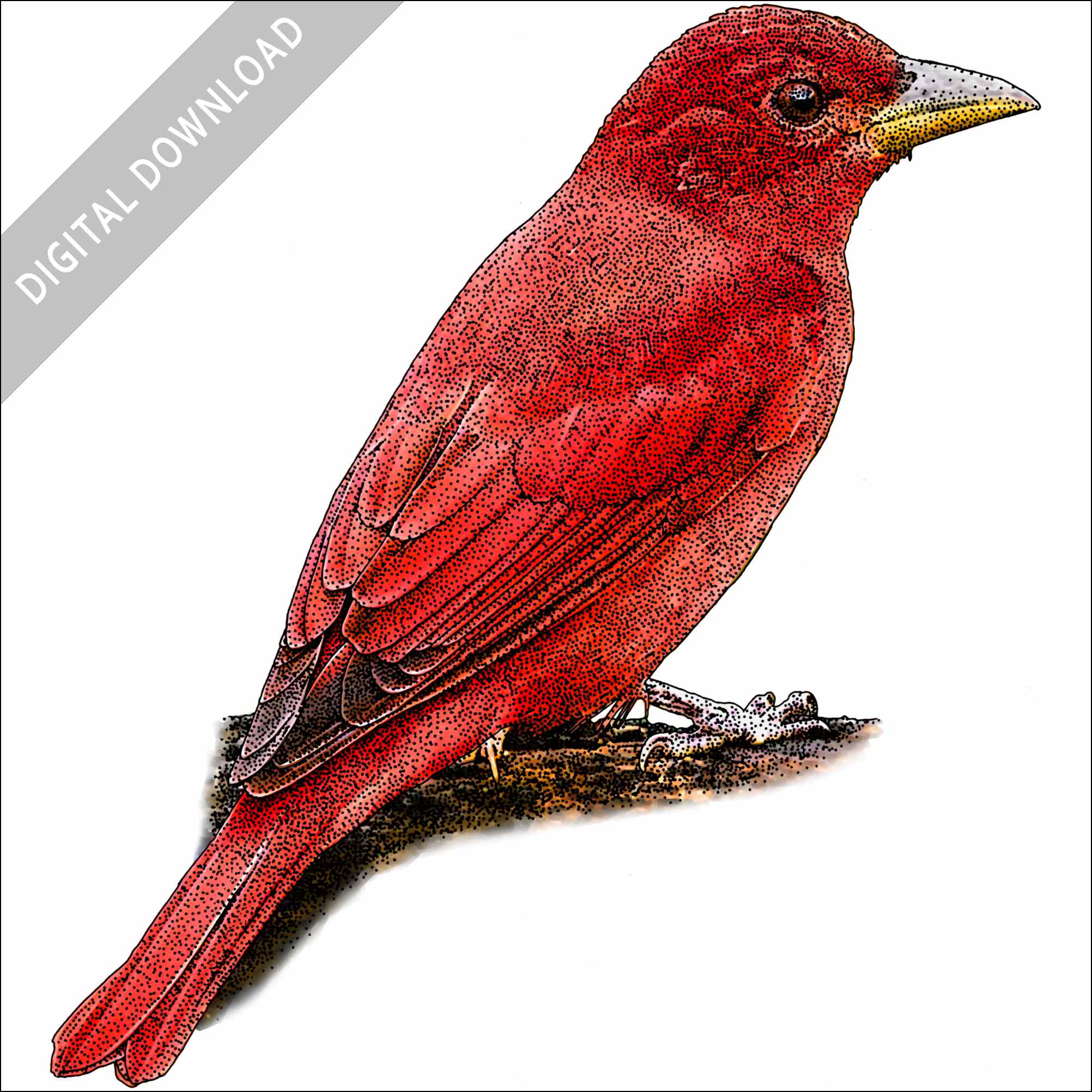 Stock art drawing of a summer tanager