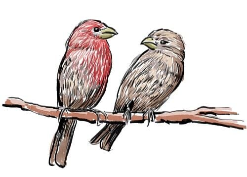 House finches have made selves at home news