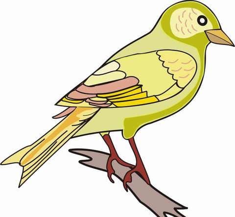 Finch coloring pages for kids to color and print