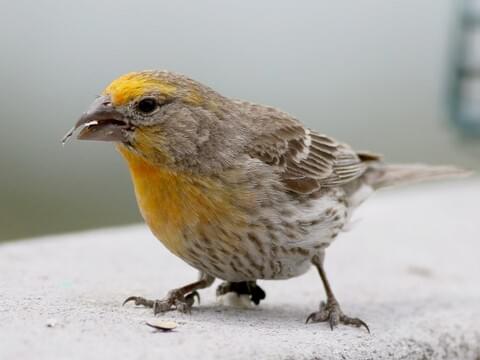 House finch identification all about birds cornell lab of ornithology