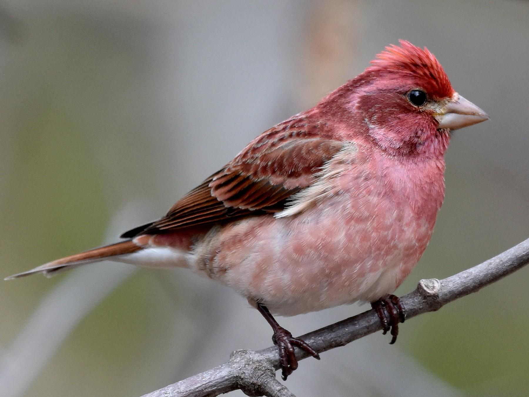 Purple finch