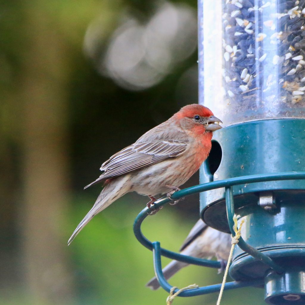 House finch coloring page