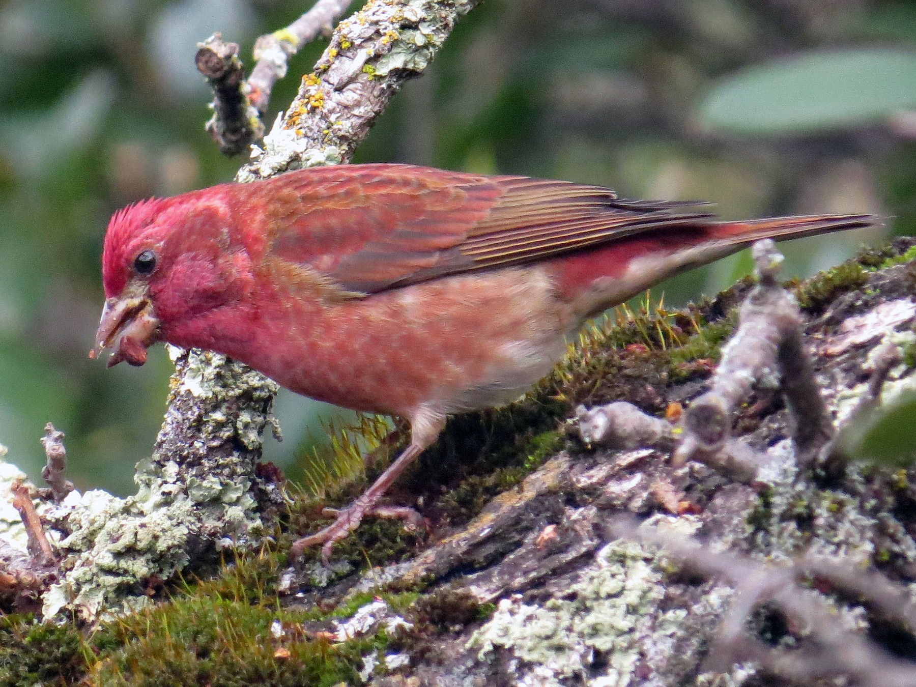 Purple finch