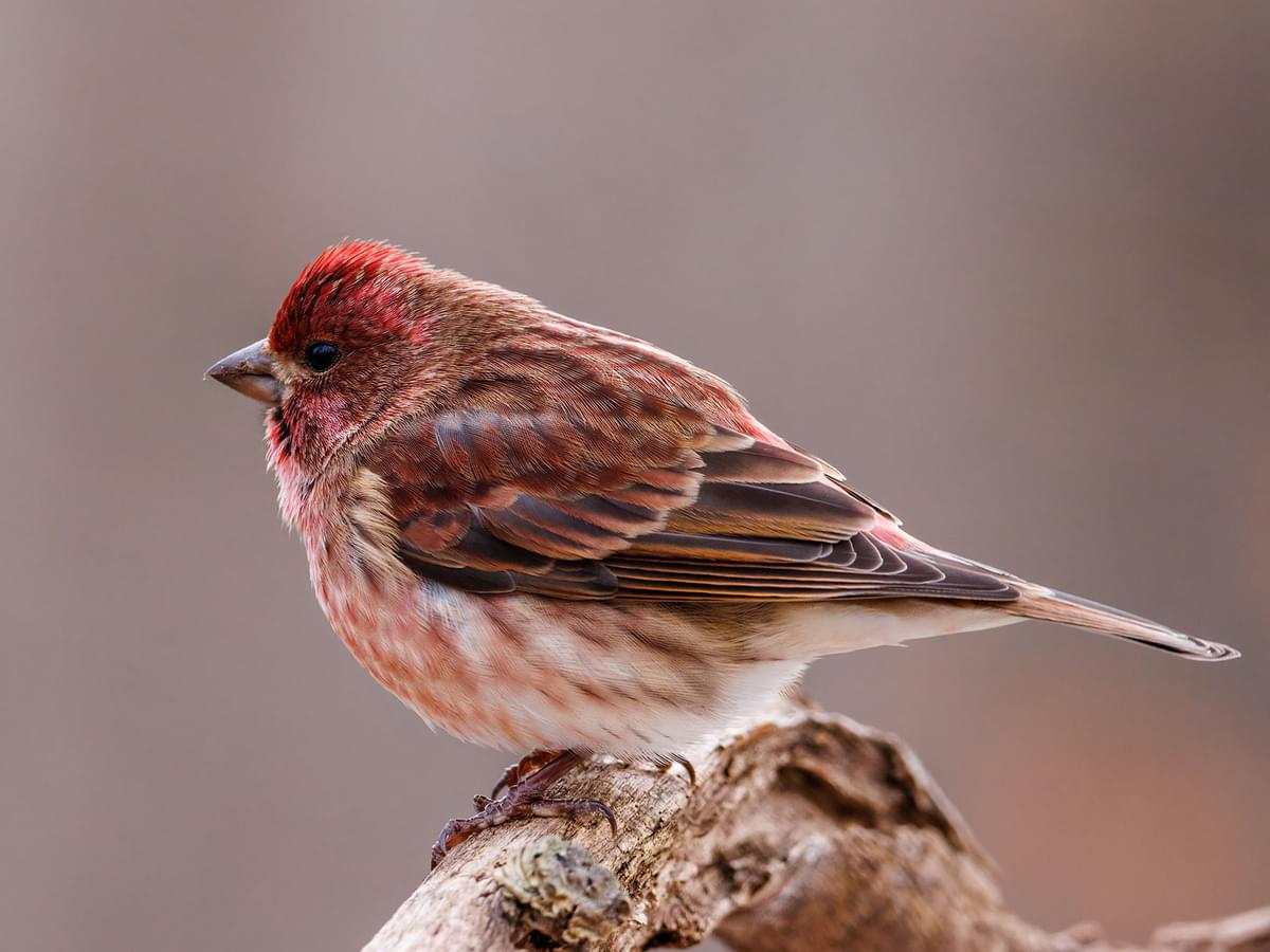 Where do purple finches live habitat range â