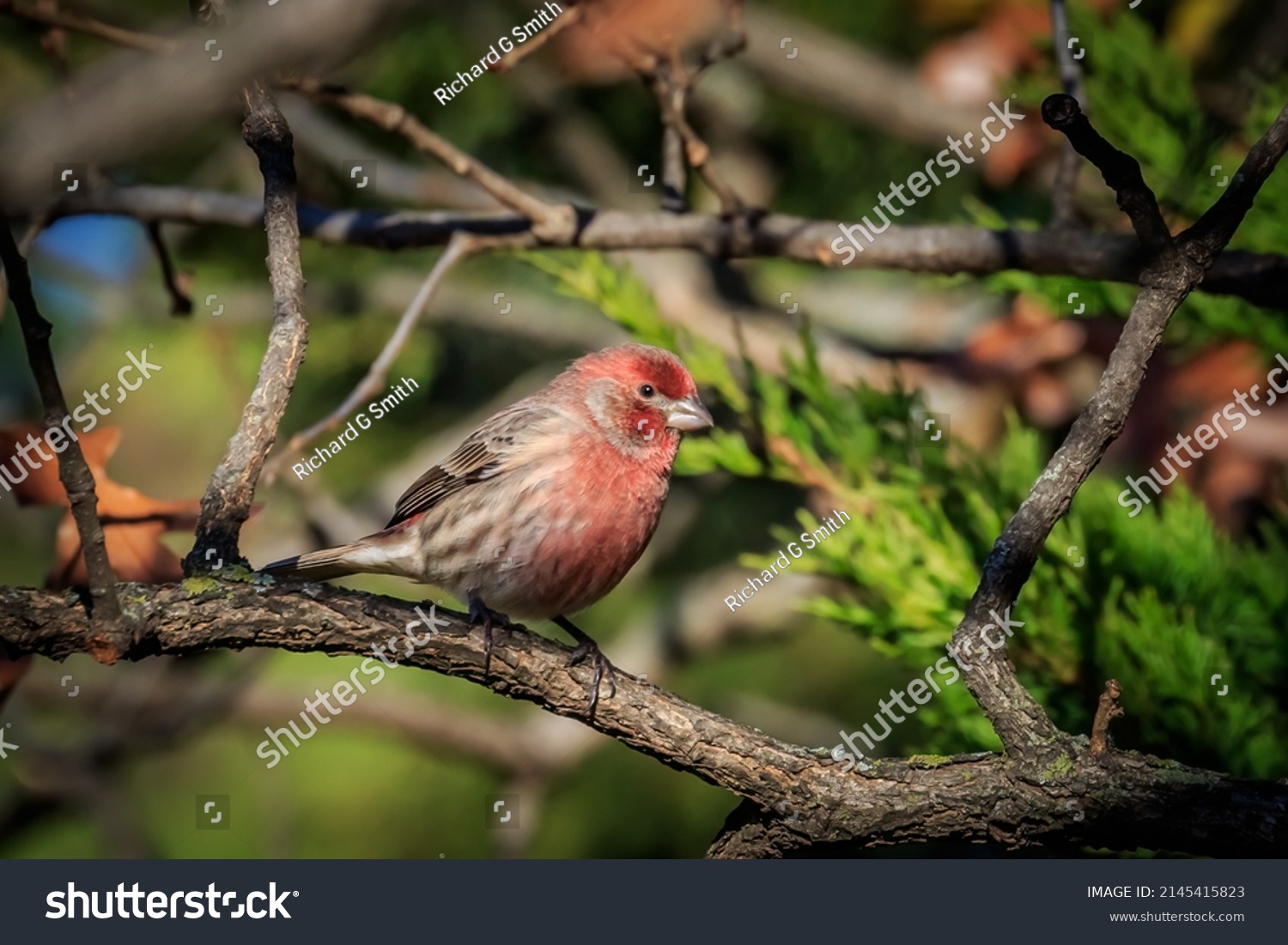 American rosefinch images stock photos d objects vectors