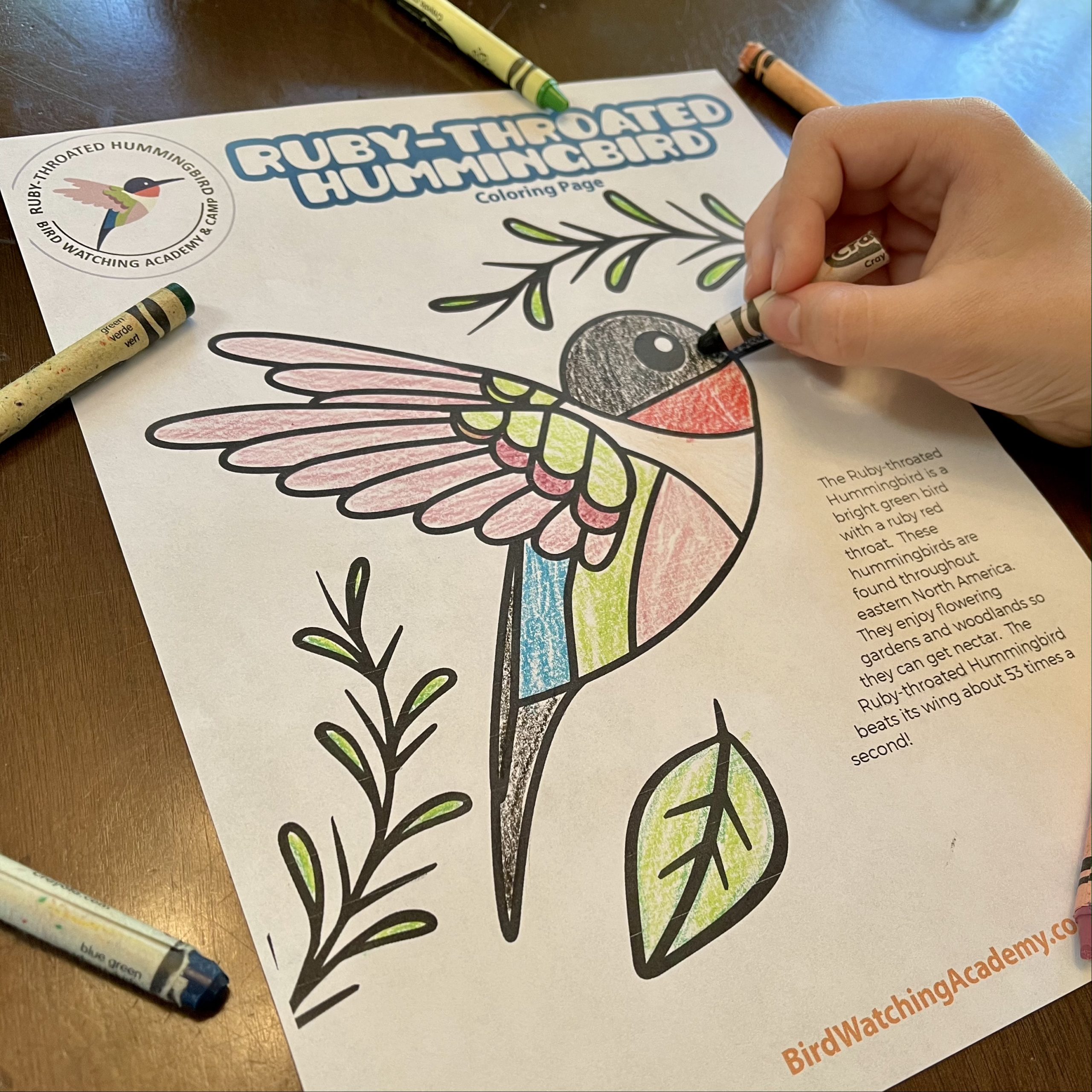 Bird coloring pages