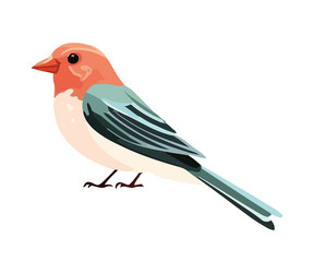 Finch vector images over