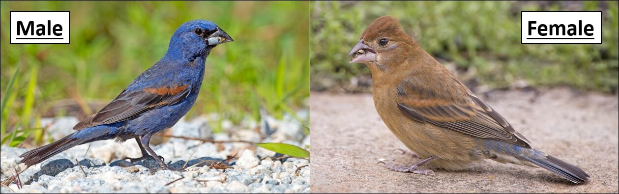 Types of finches found in missouri id guide