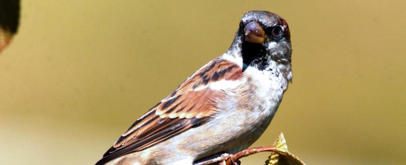 House sparrow missouri department of conservation