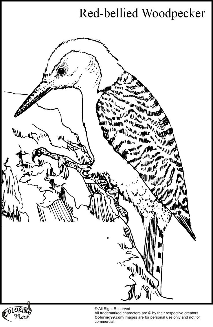 Coloring pages woodpecker tractor coloring pages