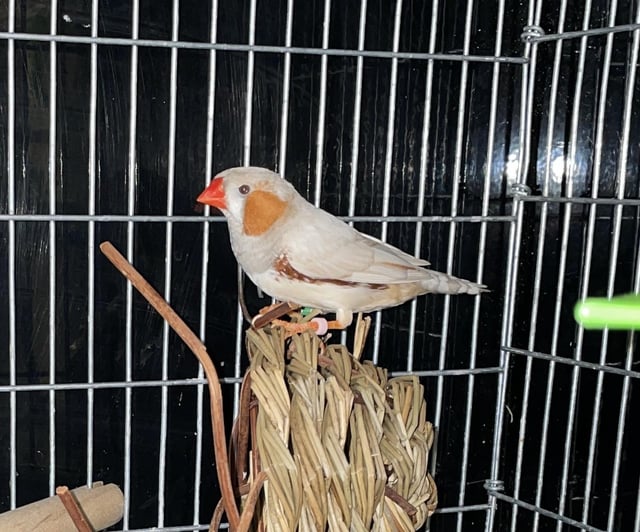 What color mutation is this zebra finch rfinches