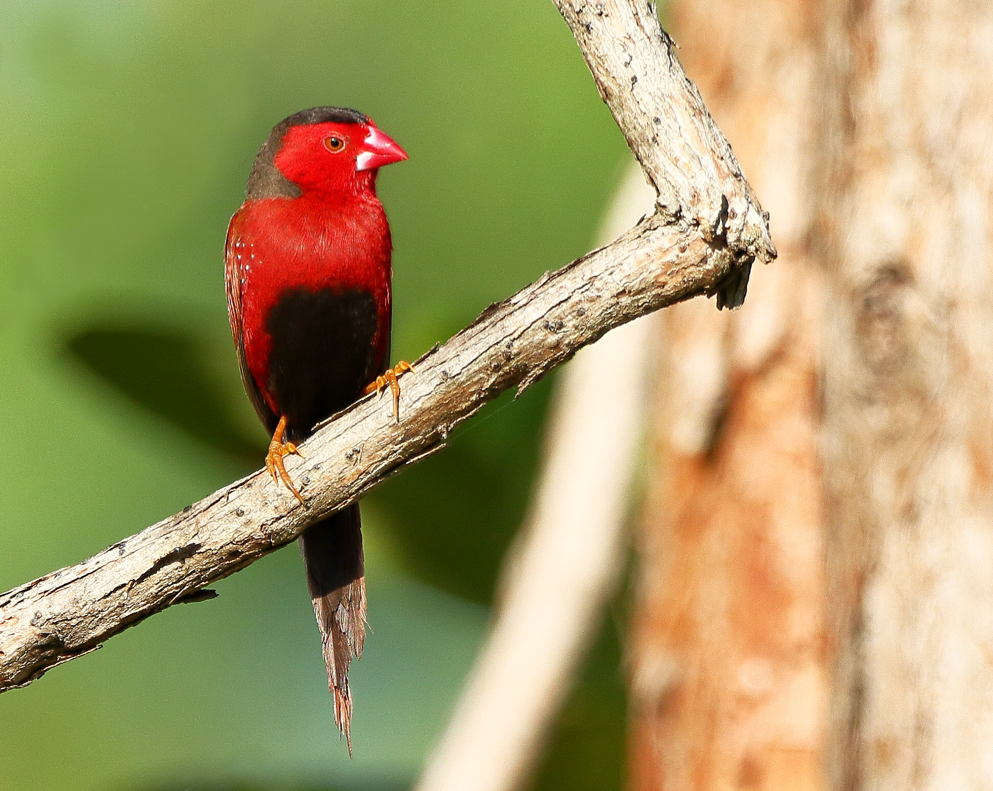 Crimson finch